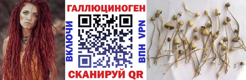 Галлюциногенные грибы Psilocybine cubensis  Купить где  Аксай 